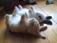 Baby rabbits napping